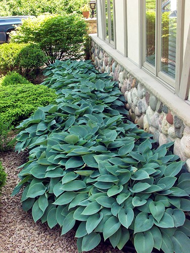 Hosta Halcyon 
 This is a mass planting along the main sidewalk into the house. As I was installing the brick paver sidewalk, I noticed that the area between the house and the sidewalk had two zones: full sun and shade. This gave me the opportunity to use Hosta.